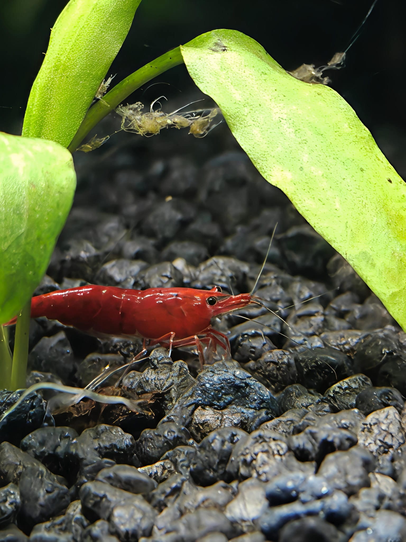 Bloody Mary Shrimp home bred by AquaCoding Studios in Malta